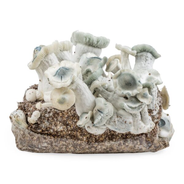 Zamnesia Ready-2-Grow Bag 'APE'